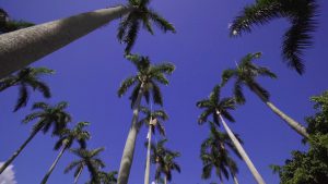 Discover Palm Beach