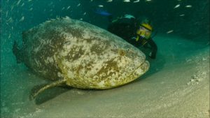 Goliath Grouper with Jim Abernethy