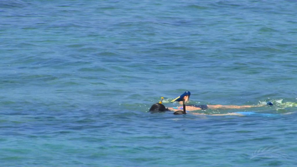 Snorkeling in the Palm Beaches