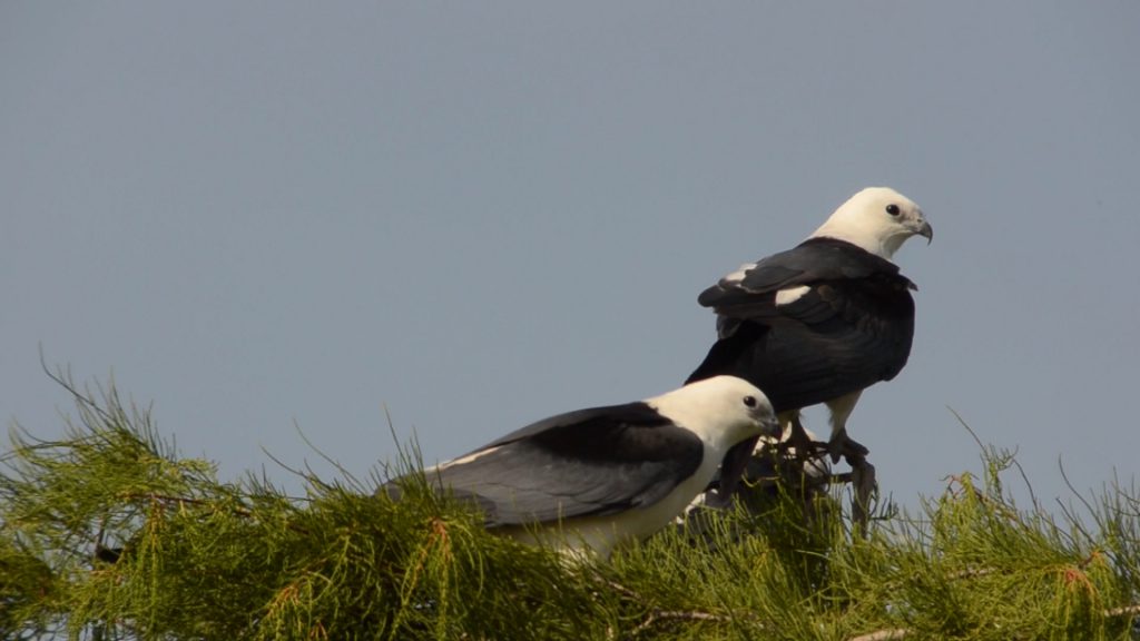 Birding Adventures Swallow Tailed Kites