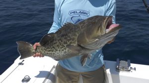 Hooked on the Palm beaches - Fishing Force