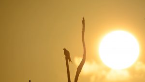 Episode 1 - Swallow Tailed Kites